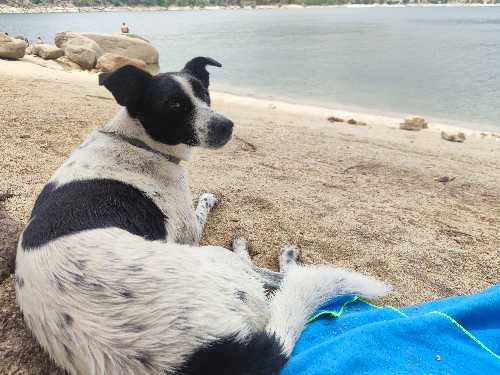 Foto de Playas en Friendog