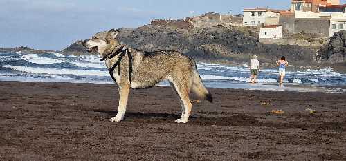 Foto de Playas en Friendog