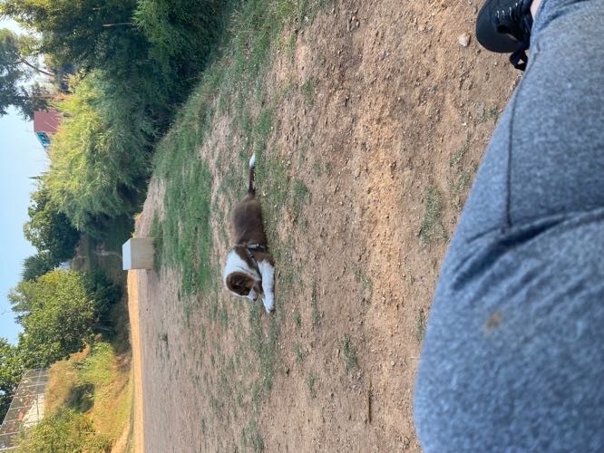 Foto de Pipican en Friendog