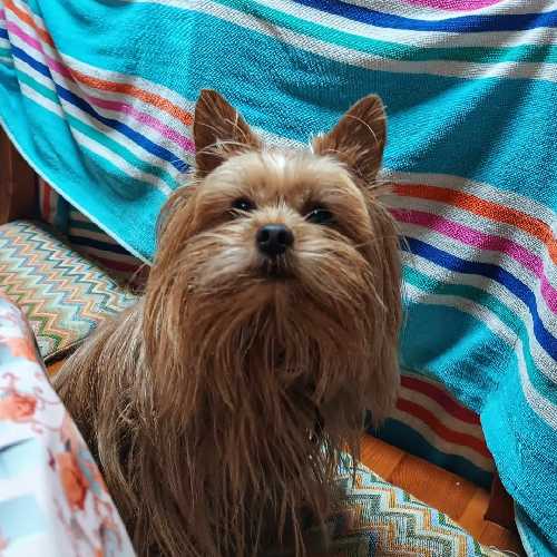 Foto de Guardería canina en Friendog