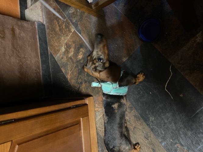 Foto de Restaurantes en Friendog