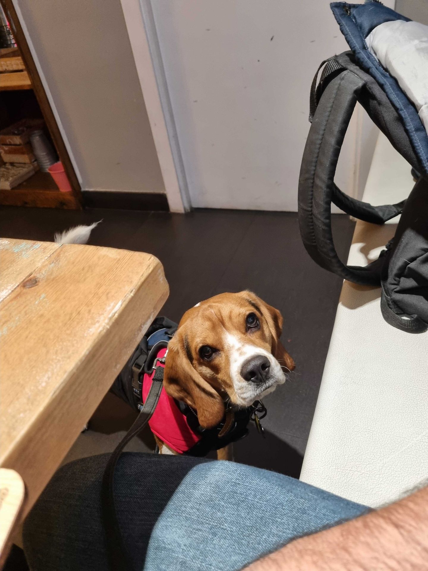 Foto de Restaurantes en Friendog