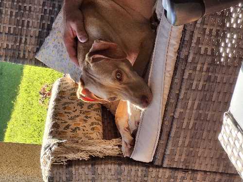 Foto de Hoteles dog-friendly en Friendog