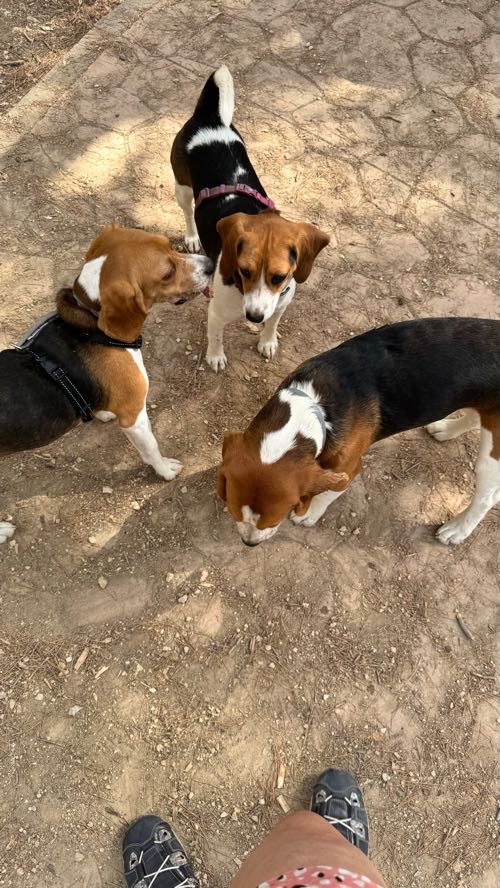 Foto de Parques en Friendog