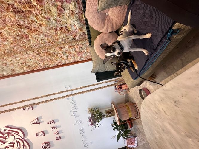 Foto de Restaurantes en Friendog