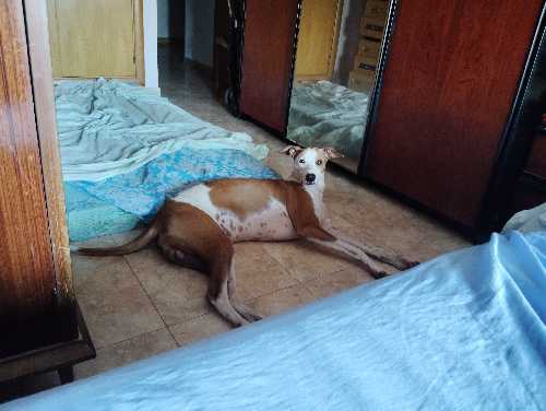 Foto de Otros. en Friendog