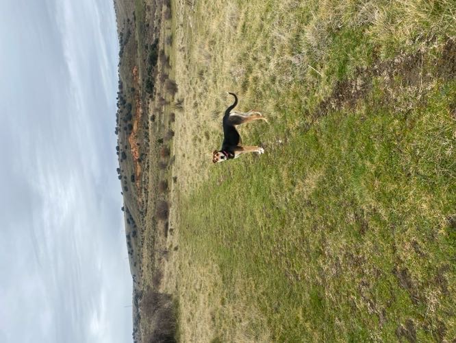 Foto de Rutas en Friendog