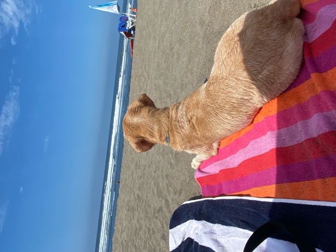 Foto de Playas en Friendog
