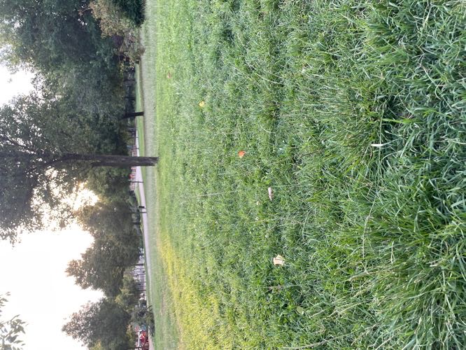 Foto de Parques en Friendog