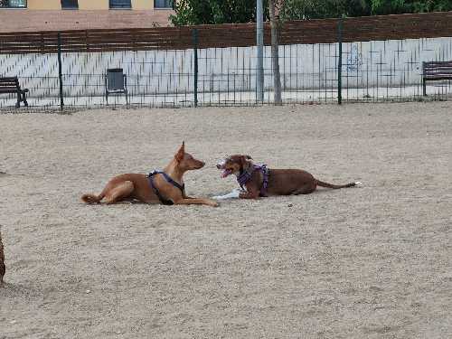 Foto de Pipican en Friendog