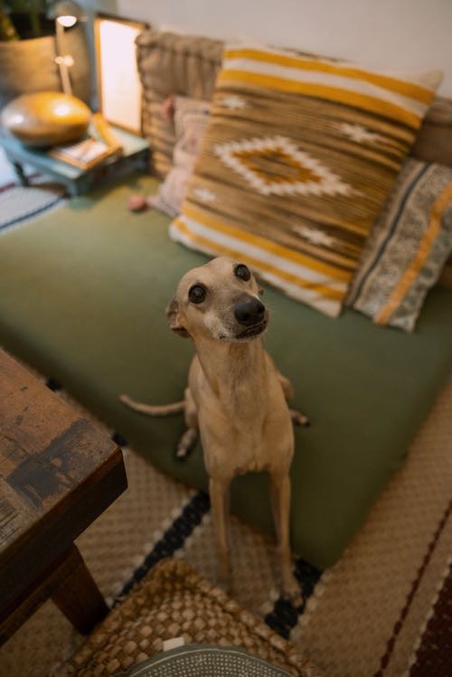 Foto de Cafetería en Friendog