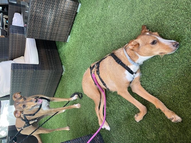 Foto de Restaurantes en Friendog