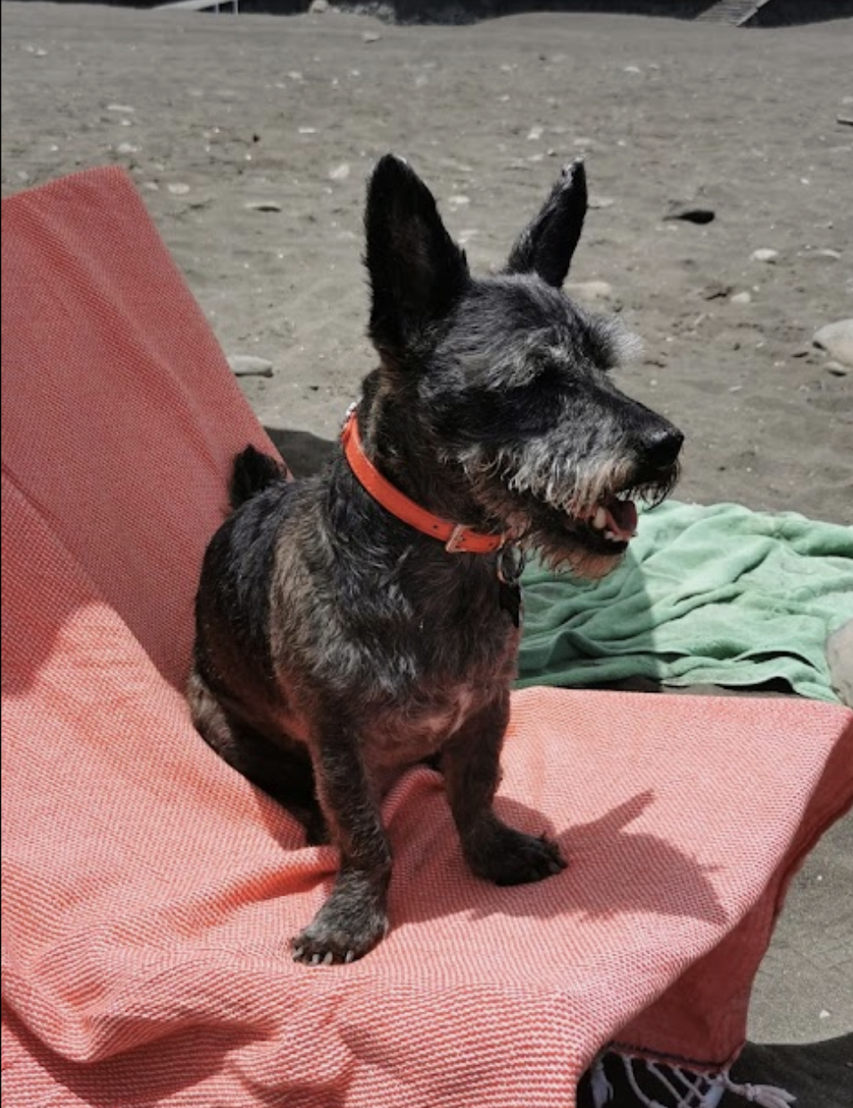 Foto de Playas en Friendog