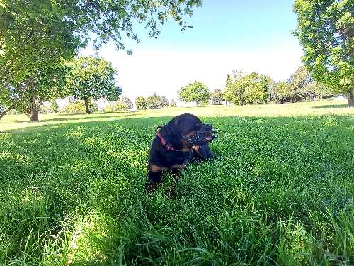 Foto de Parques en Friendog