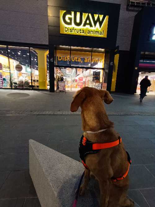 Foto de Tienda de perros en Friendog