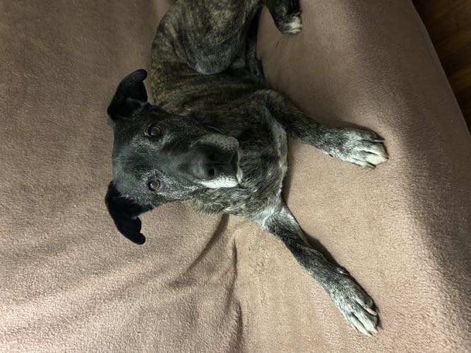 Foto de Guardería canina en Friendog