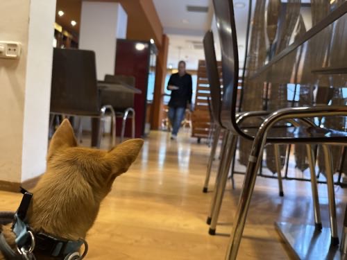 Foto de Cafetería en Friendog