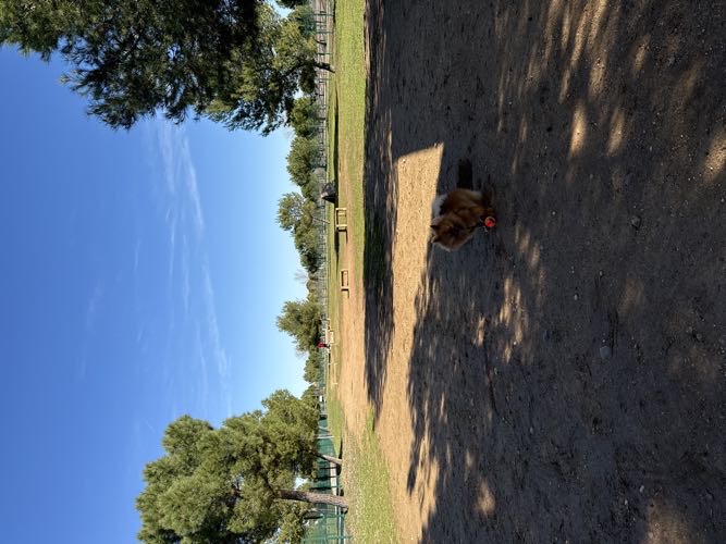 Foto de Pipican en Friendog