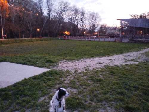 Foto de Pipican en Friendog