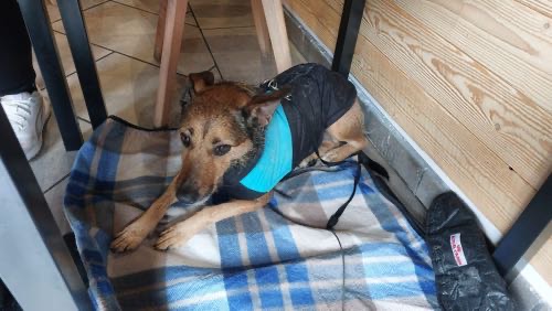 Foto de Restaurantes en Friendog