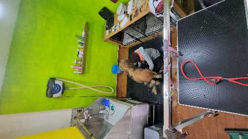 Foto de Peluquerías en Friendog