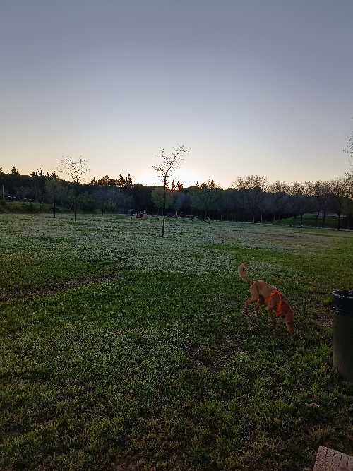 Foto de Pipican en Friendog