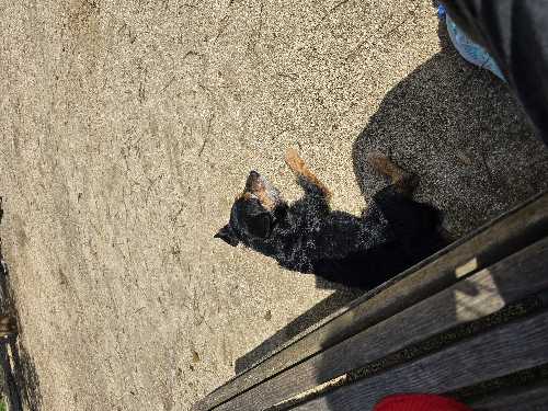 Foto de Pipican en Friendog