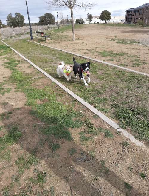 Foto de Pipican en Friendog