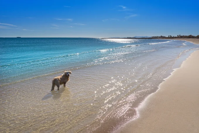 Foto de Playas en Friendog