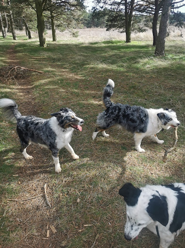 Foto de Veterinarios en Friendog