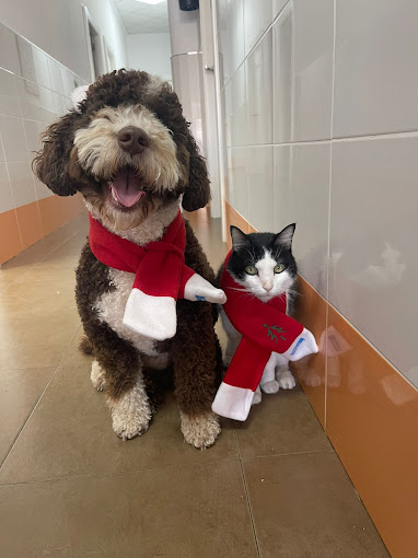 Foto de Veterinarios en Friendog
