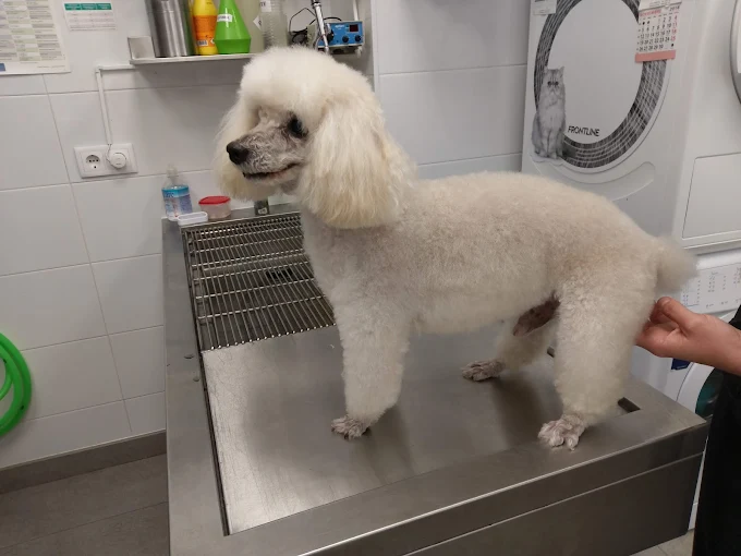 Foto de Veterinarios en Friendog