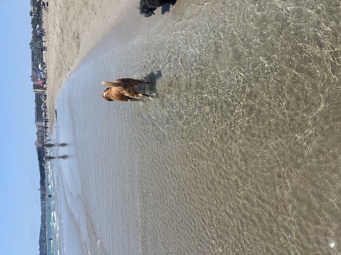 Foto de Playas en Friendog