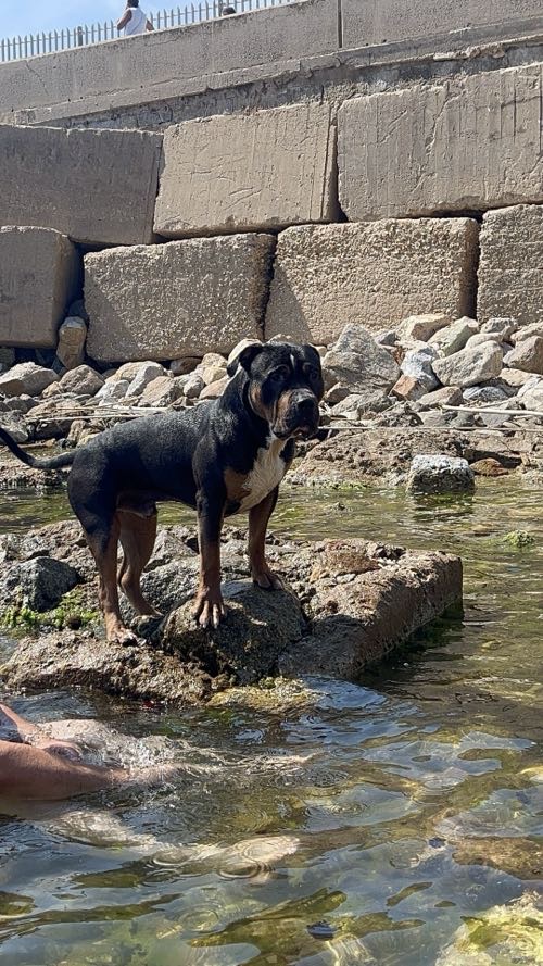 Foto de Playas en Friendog