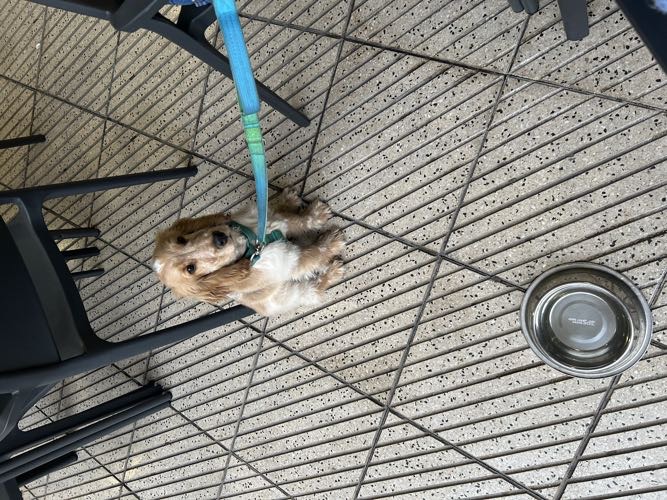 Foto de Restaurantes en Friendog