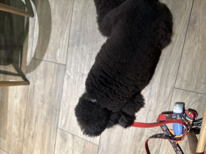 Foto de Restaurantes en Friendog