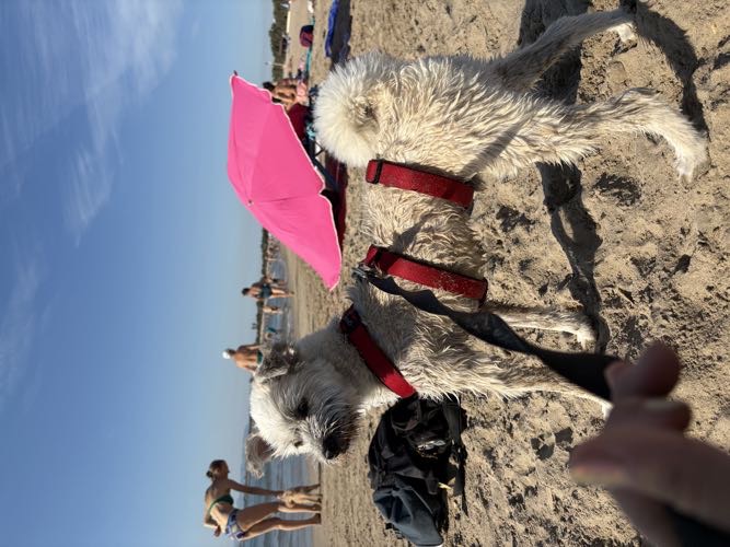 Foto de Playas en Friendog
