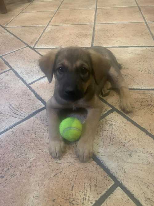 Foto de Restaurantes en Friendog