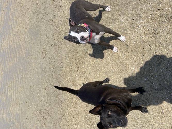 Foto de Playas en Friendog