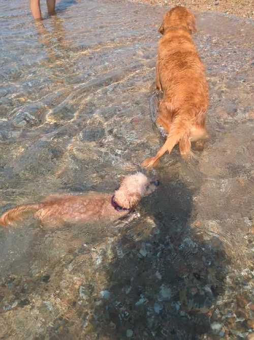 Foto de Playas en Friendog